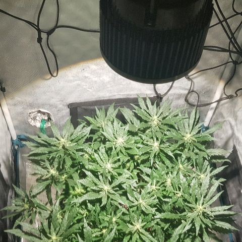 Jagoda growlog timeline photo