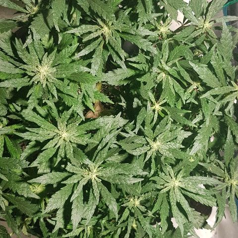 Jagoda growlog timeline photo