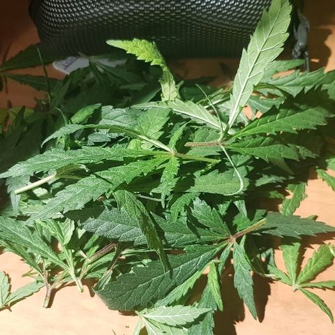 Jagoda growlog timeline photo