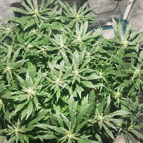 Jagoda growlog timeline photo