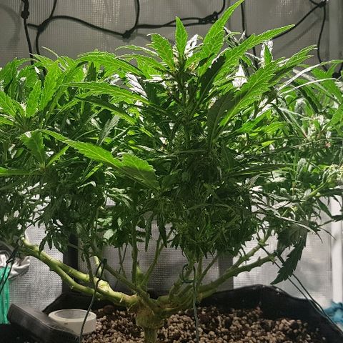 Jagoda growlog timeline photo
