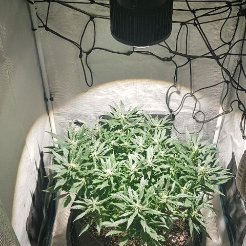 Jagoda growlog timeline photo