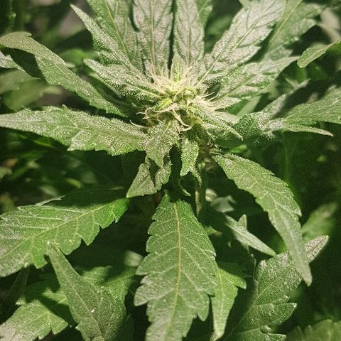 Jagoda growlog timeline photo