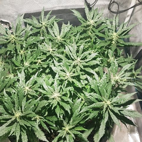 Jagoda growlog timeline photo