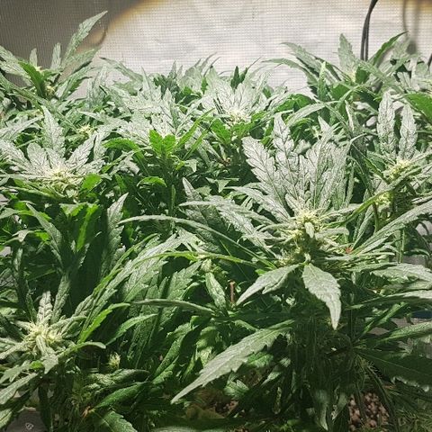 Jagoda growlog timeline photo