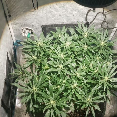 Jagoda growlog timeline photo