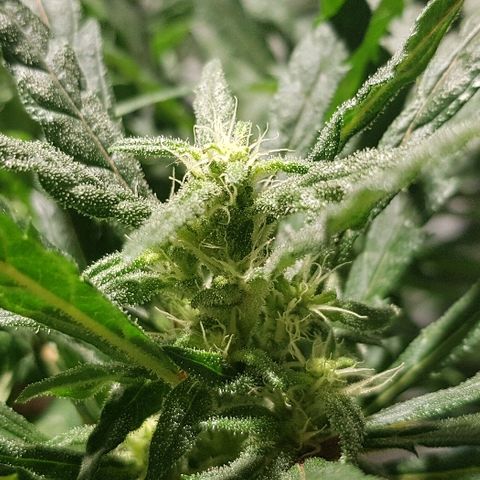 Jagoda growlog timeline photo