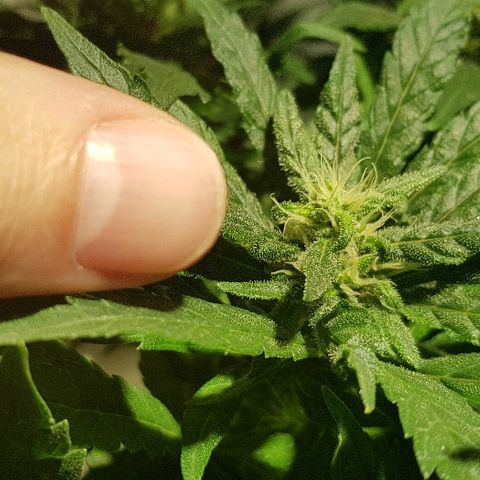 Jagoda growlog timeline photo