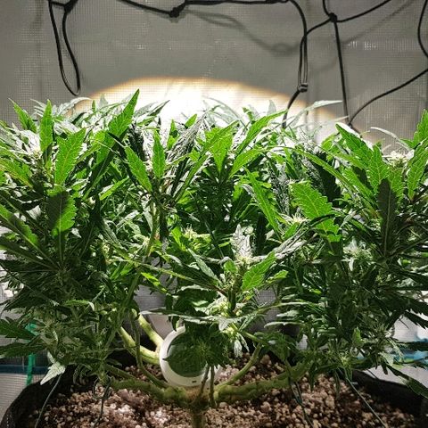 Jagoda growlog timeline photo