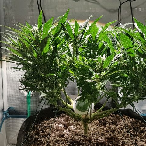 Jagoda growlog timeline photo