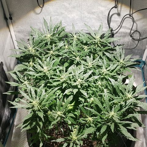 Jagoda growlog timeline photo