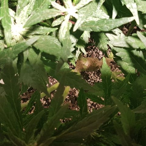 Jagoda growlog timeline photo