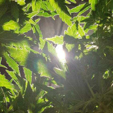 Jagoda growlog timeline photo