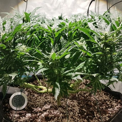 Jagoda growlog timeline photo
