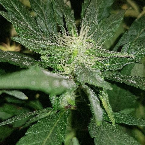 Jagoda growlog timeline photo