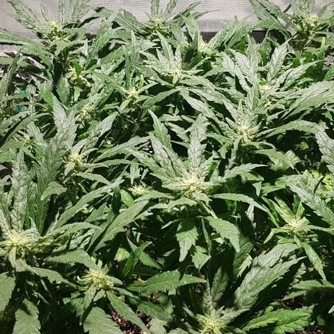 Jagoda growlog timeline photo