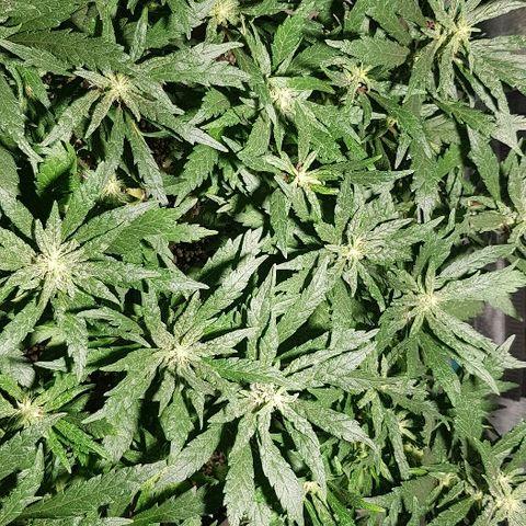 Jagoda growlog timeline photo