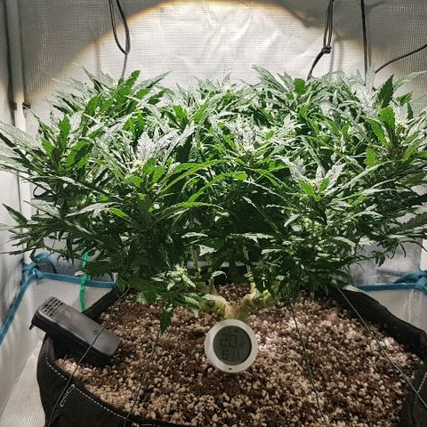 Jagoda growlog timeline photo