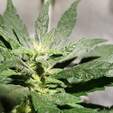 Jagoda growlog timeline photo