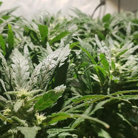 Jagoda growlog timeline photo
