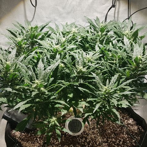 Jagoda growlog timeline photo