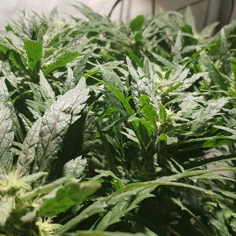 Jagoda growlog timeline photo