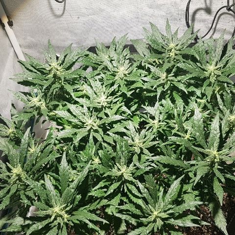 Jagoda growlog timeline photo