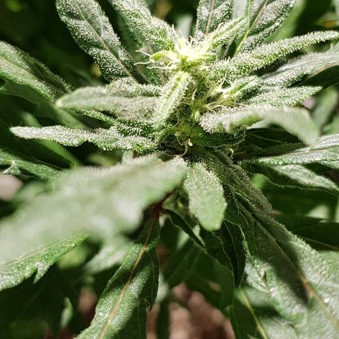 Jagoda growlog timeline photo