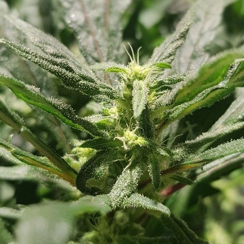 Jagoda growlog timeline photo