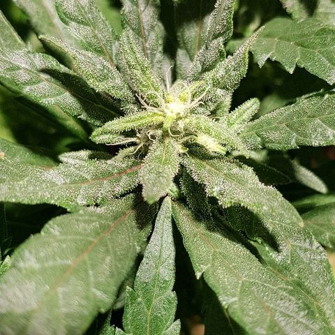 Jagoda growlog timeline photo