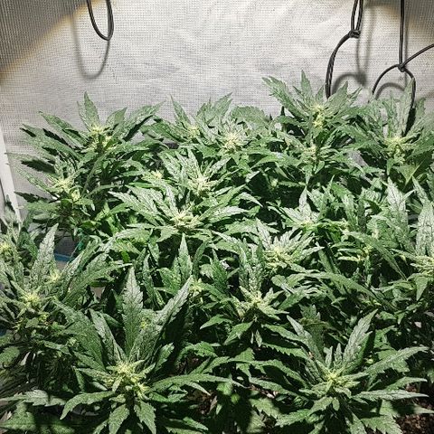 Jagoda growlog timeline photo