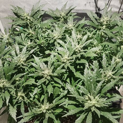 Jagoda growlog timeline photo