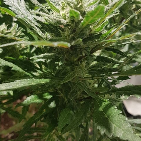 Jagoda growlog timeline photo
