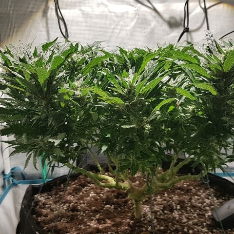 Jagoda growlog timeline photo
