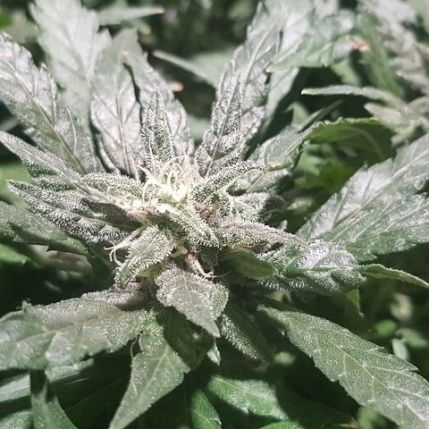 Jagoda growlog timeline photo