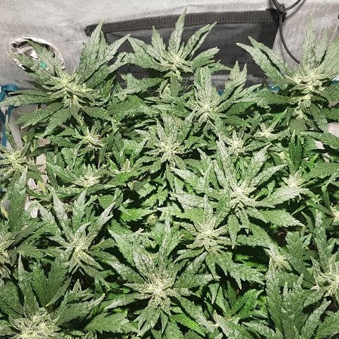 Jagoda growlog timeline photo