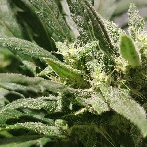 Jagoda growlog timeline photo