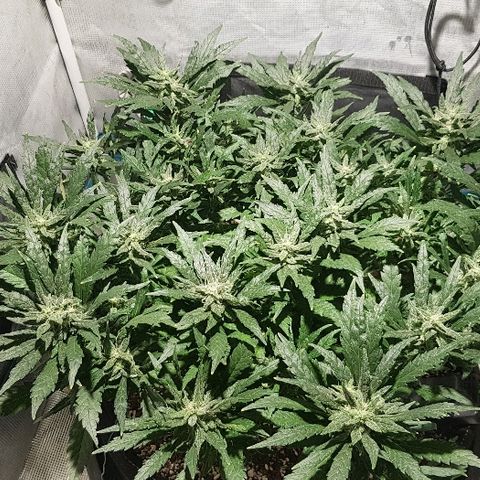 Jagoda growlog timeline photo