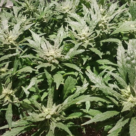 Jagoda growlog timeline photo