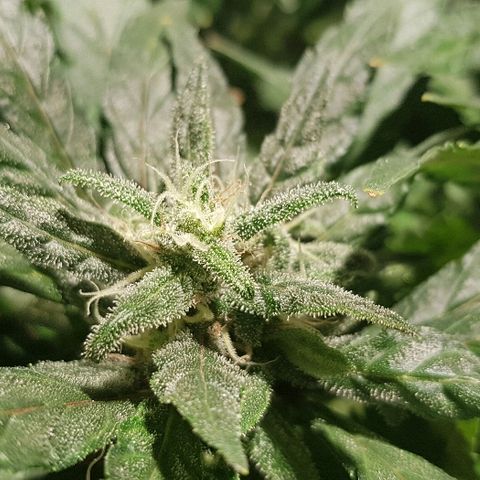 Jagoda growlog timeline photo
