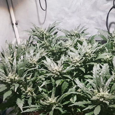 Jagoda growlog timeline photo