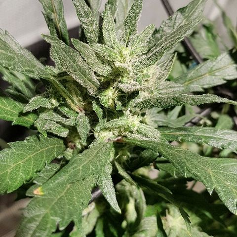 Jagoda growlog timeline photo