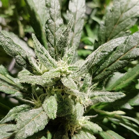 Jagoda growlog timeline photo