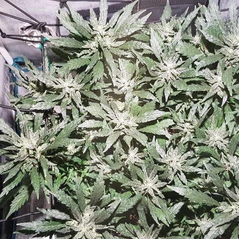 Jagoda growlog timeline photo