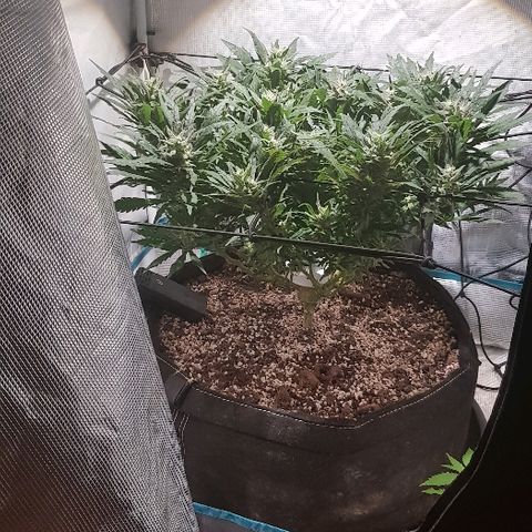 Jagoda growlog timeline photo