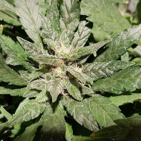 Jagoda growlog timeline photo