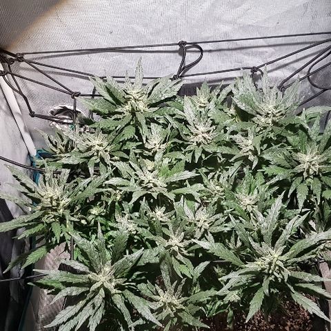 Jagoda growlog timeline photo