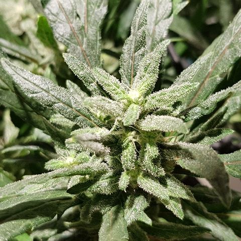 Jagoda growlog timeline photo