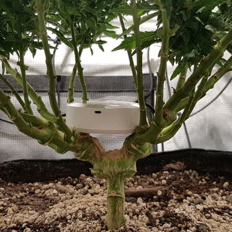 Jagoda growlog timeline photo