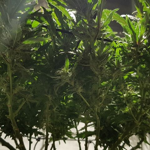 Jagoda growlog timeline photo